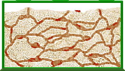 Click here to magnify your view on The Ant Farm and to continue.